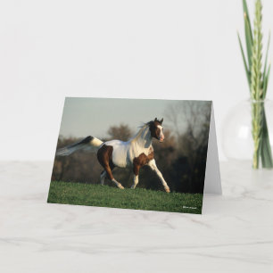 Bob Langrish   Pinto Arab Mane and Tail Flowing Card