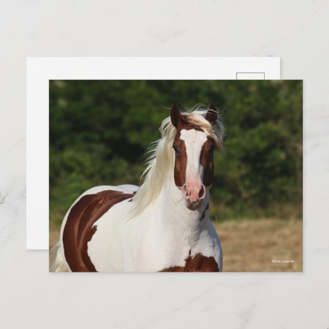 Bob Langrish | Pinto Haflinger Headshot Postcard (Front/Back)