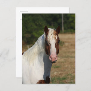 Bob Langrish Pinto Haflinger Horse Headshot Postcard