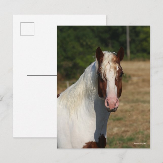 Bob Langrish | Pinto Haflinger Horse Headshot Postcard (Front/Back)