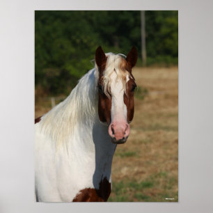 Bob Langrish   Pinto Haflinger Horse Headshot Poster