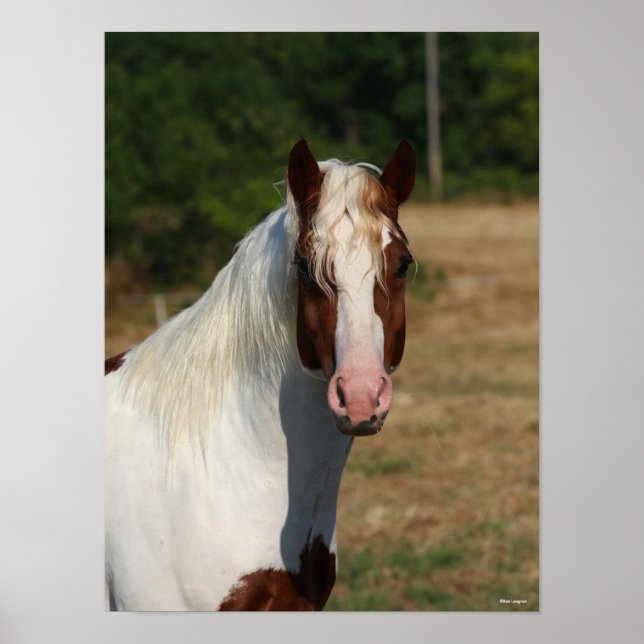 Bob Langrish | Pinto Haflinger Horse Headshot Poster (Front)