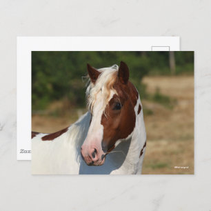 Bob Langrish Pinto Haflinger Stallion Headshot Postcard