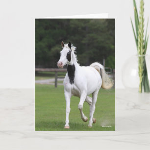 Bob Langrish   Pinto Warmblood Card