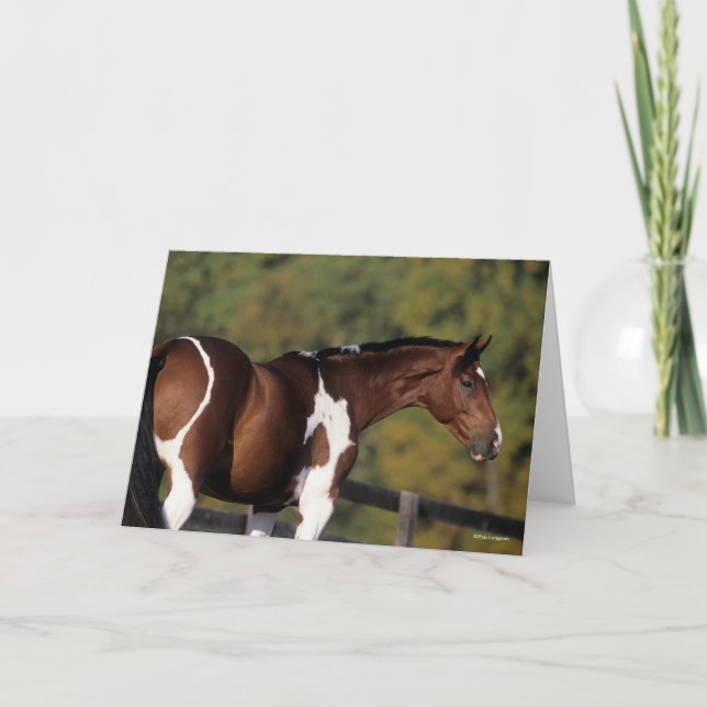 Bob Langrish | Pinto Warmblood Standing Headshot Card (Front)