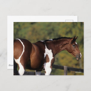 Bob Langrish Pinto Warmblood Standing Headshot Postcard
