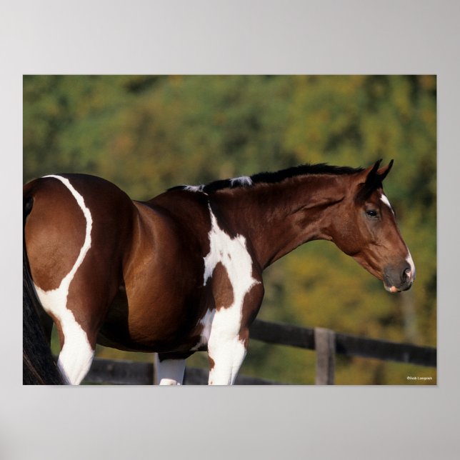Bob Langrish | Pinto Warmblood Standing Headshot Poster (Front)