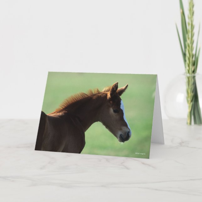 Bob Langrish | Quarter Horse Foal Backlit Card (Front)