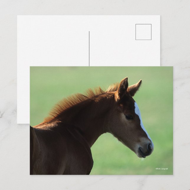 Bob Langrish | Quarter Horse Foal Backlit Postcard (Front/Back)