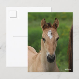 Bob Langrish Quarter Horse Foal Headshot Postcard