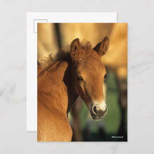 Bob Langrish Quarter Horse Foal headshot Postcard
