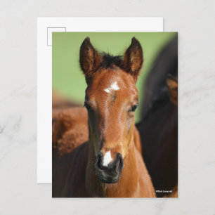 Bob Langrish   Quarter Horse Foal Headshot Postcard