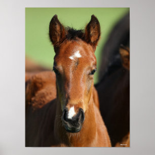 Bob Langrish   Quarter Horse Foal Headshot Poster