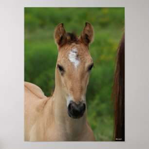 Bob Langrish Quarter Horse Foal Headshot Poster
