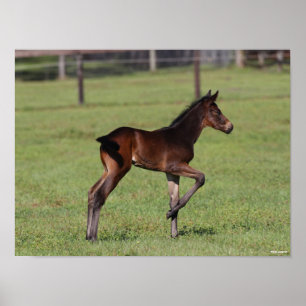 Bob Langrish   Quarter Horse Foal Standing Leg Up Poster