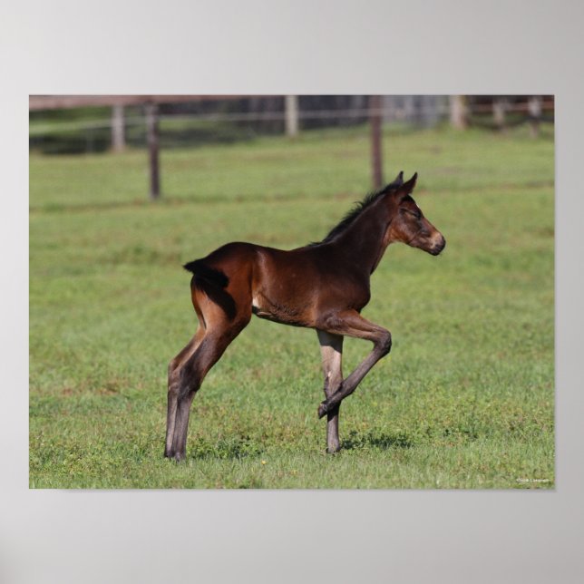 Bob Langrish | Quarter Horse Foal Standing Leg Up Poster (Front)