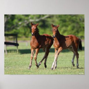 Bob Langrish   Quarter horse Foals Together Poster