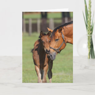 Bob Langrish Quarter Horse Mare and Foal Cuddling Card