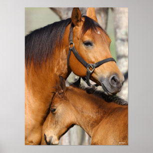 Bob Langrish Quarter Horse Mare and Foal Headshot Poster
