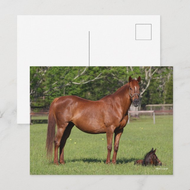 Bob Langrish Quarter Horse Mare and Foal Standing Postcard (Front/Back)