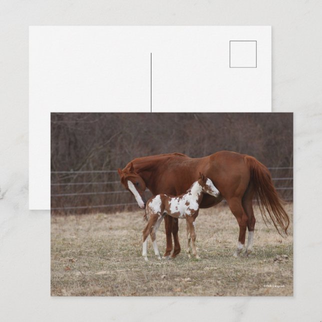 Bob Langrish | Quarter Horse Mare and Paint Foal Postcard (Front/Back)