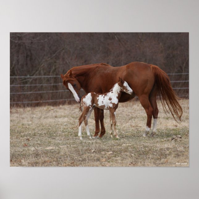Bob Langrish | Quarter Horse Mare and Paint Foal Poster (Front)