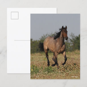 Bob Langrish   Quarter Horse Running In Flowers Postcard