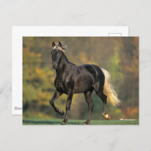 Bob Langrish Rocky Mountain Horse Autumn Postcard