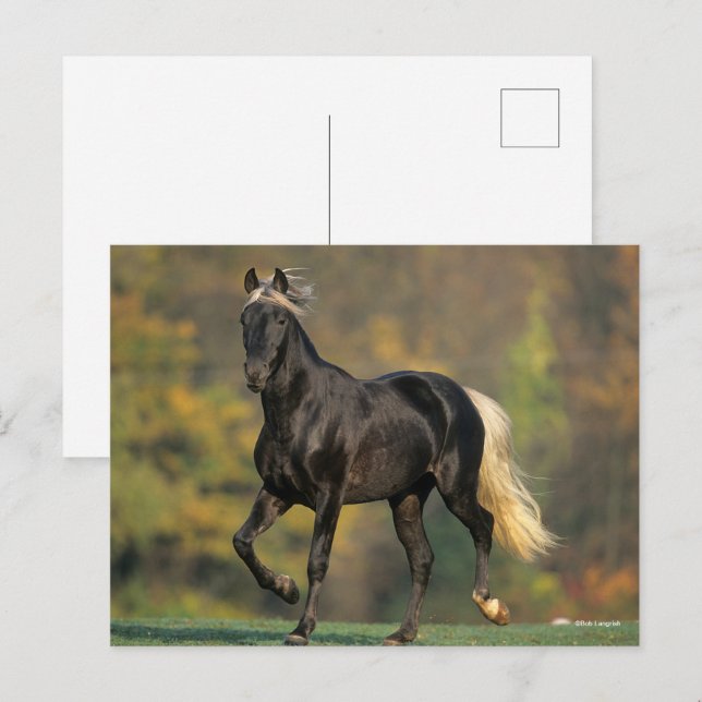 Bob Langrish | Rocky Mountain Horse Autumn Postcard (Front/Back)