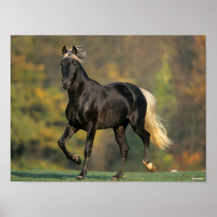 Bob Langrish   Rocky Mountain Horse Autumn Poster