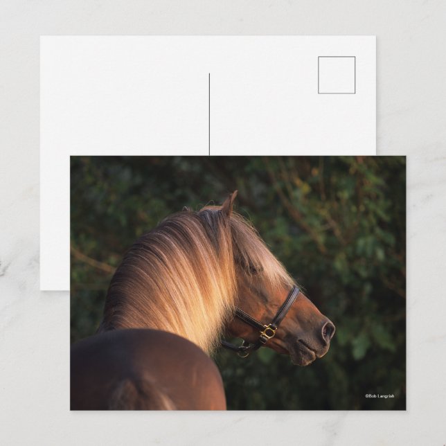 Bob Langrish | Rocky Mountain Horse headshot Postcard (Front/Back)