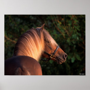 Bob Langrish Rocky Mountain Horse headshot Poster