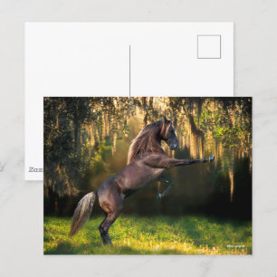 Bob Langrish Rocky Mountain Horse Rearing Postcard