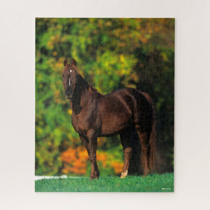 Bob Langrish Rocky Mountain Horse Standing Autumn Jigsaw Puzzle