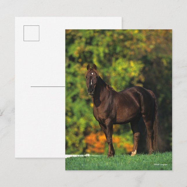 Bob Langrish Rocky Mountain Horse Standing Autumn Postcard (Front/Back)