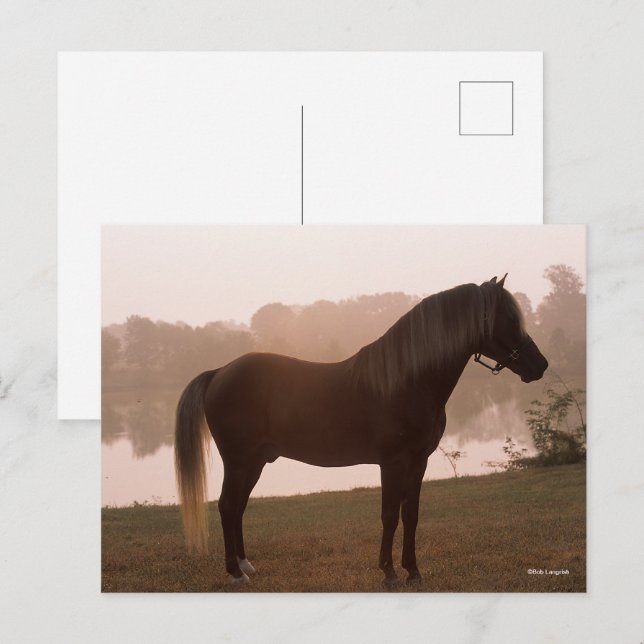 Bob Langrish Rocky Mountain Horse Standing Backlit Postcard (Front/Back)