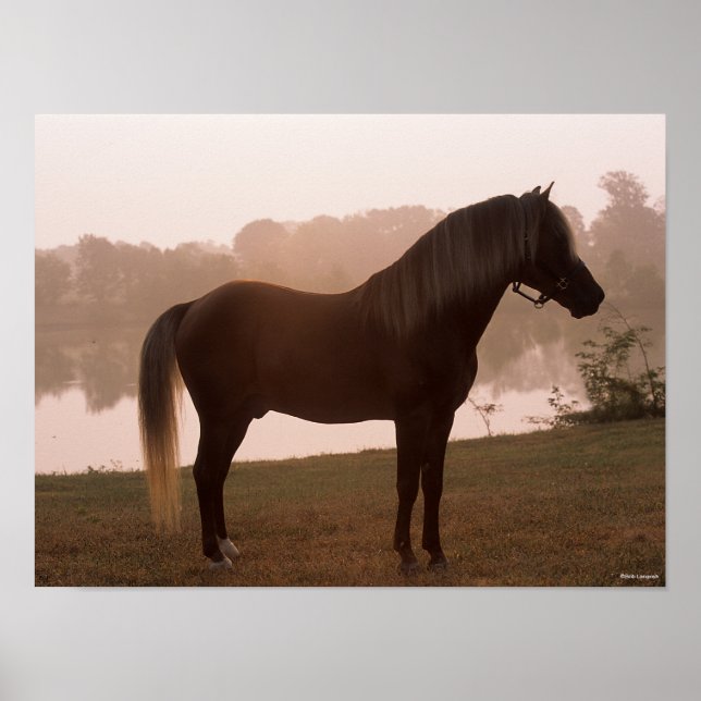 Bob Langrish Rocky Mountain Horse Standing Backlit Poster (Front)