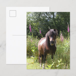 Bob Langrish   Shetland Pony Standing By Flowers Postcard