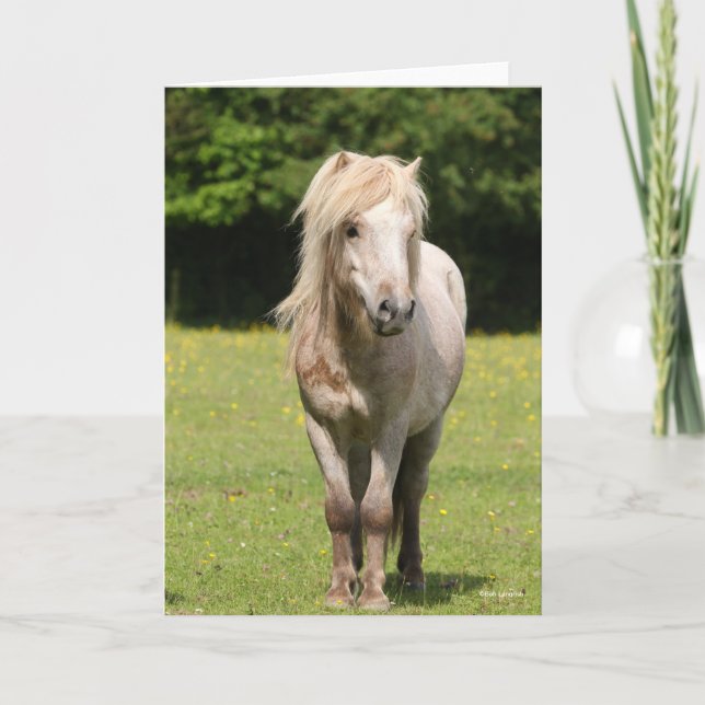 Bob Langrish | Shetland Pony Standing Card (Front)