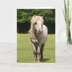 Bob Langrish   Shetland Pony Standing Card