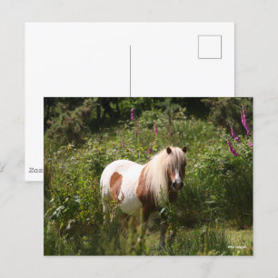Bob Langrish   Shetland Pony Standing In Flowers Postcard