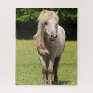 Bob Langrish   Shetland Pony Standing Jigsaw Puzzle