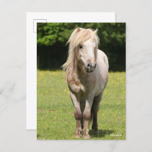 Bob Langrish   Shetland Pony Standing Postcard