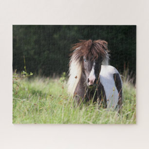 Bob Langrish   Shetland Stallion Standing In Grass Jigsaw Puzzle