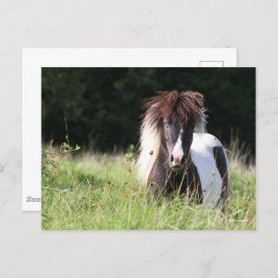 Bob Langrish   Shetland Stallion Standing In Grass Postcard
