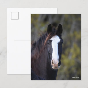 Bob Langrish Shire Horse Headshot Postcard