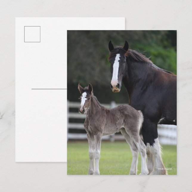 Bob Langrish | Shire Horse Mare and Foal Standing Postcard (Front/Back)