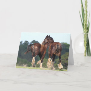 Bob Langrish   Shire Horses Running Rear View Card
