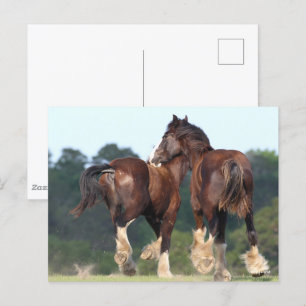 Bob Langrish   Shire Horses Running Rear View Postcard