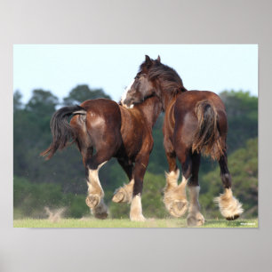 Bob Langrish   Shire Horses Running Rear View Poster